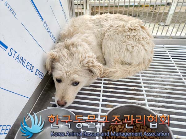 종료(안락사) 믹스…